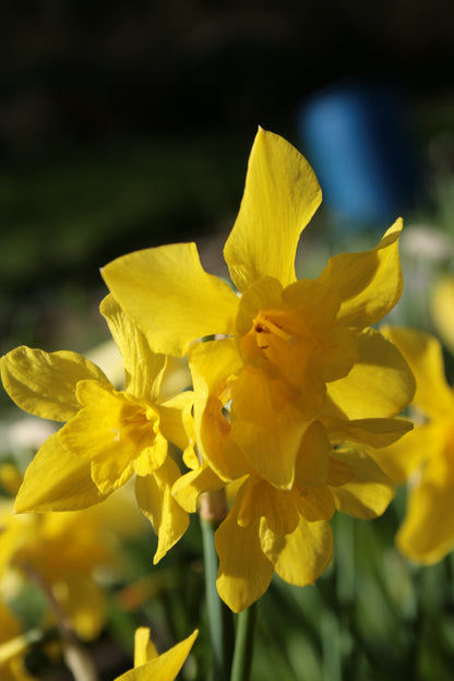 Narcissus x odorus