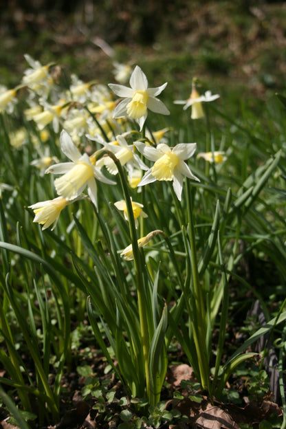 Scented Cottage Daffodil Collection