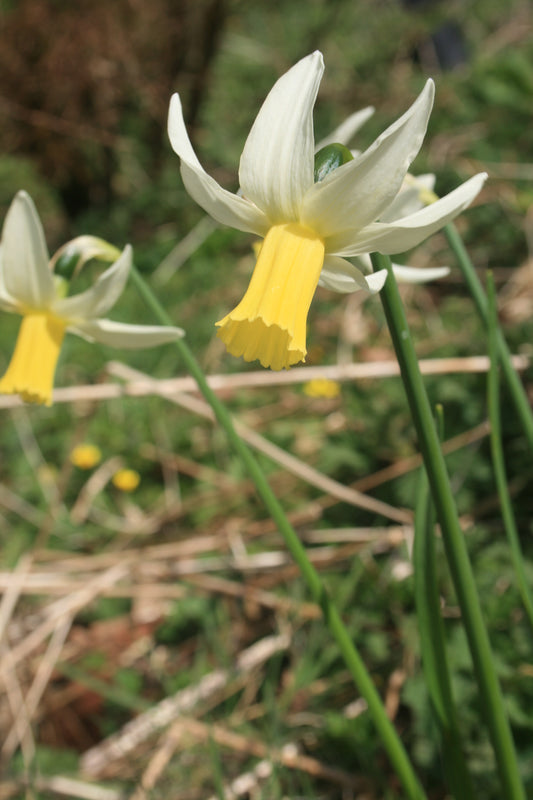 Narcissus 'Jack Snipe'