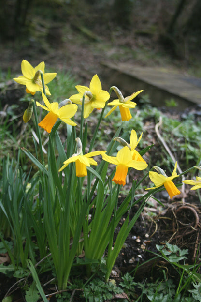 Narcissus 'Jetfire'