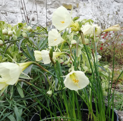 Narcissus 'Mary Poppins'