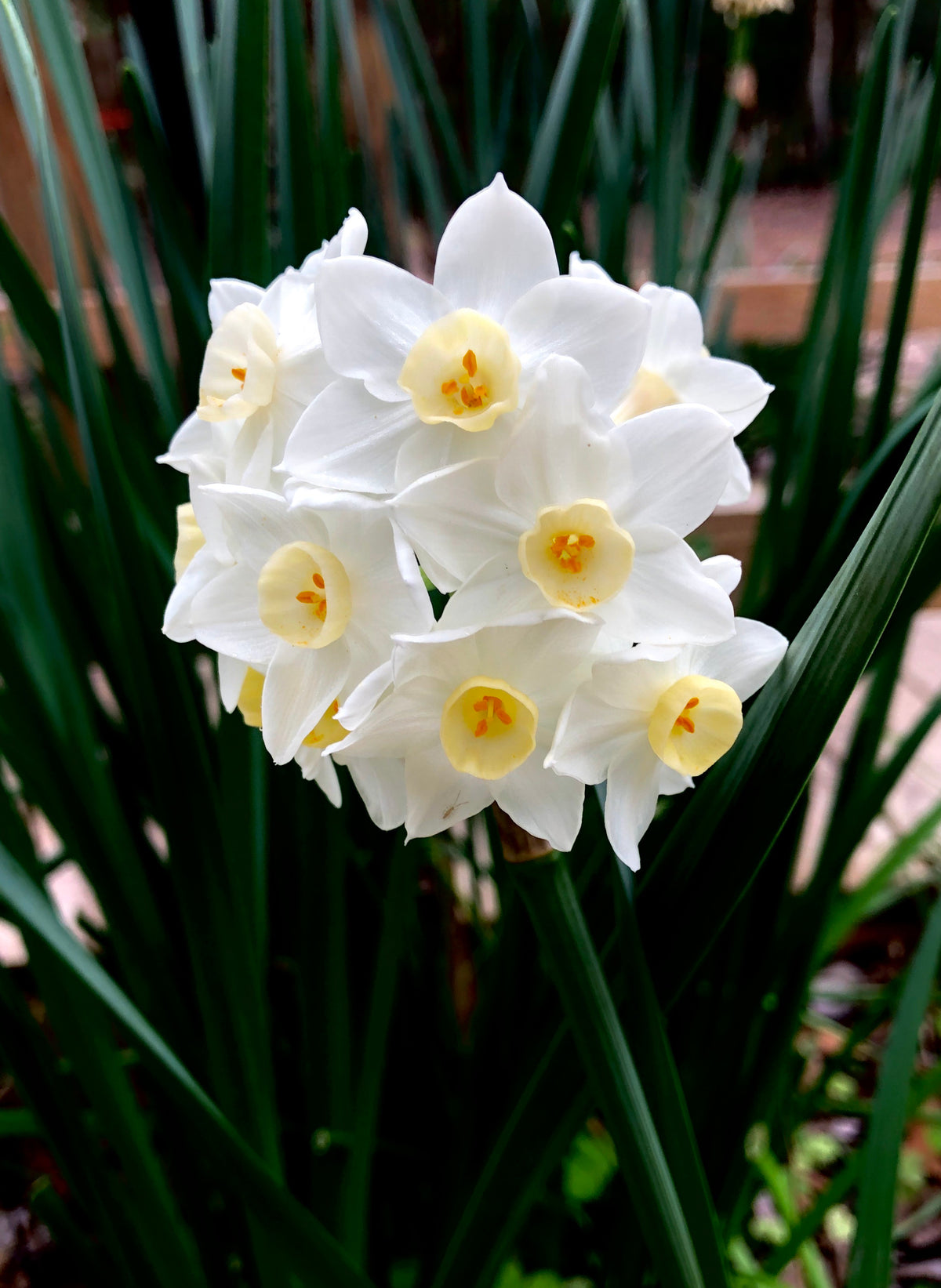 Narcissus 'Paperwhite'