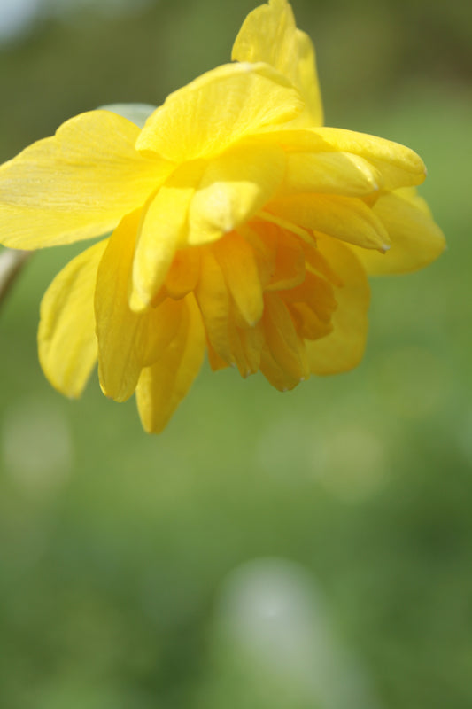 Narcissus 'Pencrebar'
