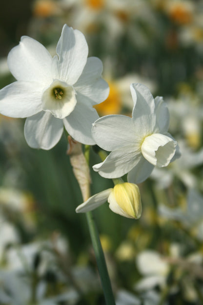 Narcissus 'Petrel'
