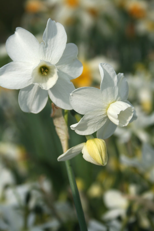 Narcissus 'Petrel'