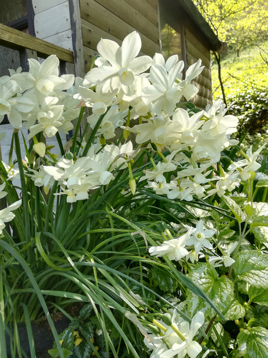 Narcissus 'Petrel'