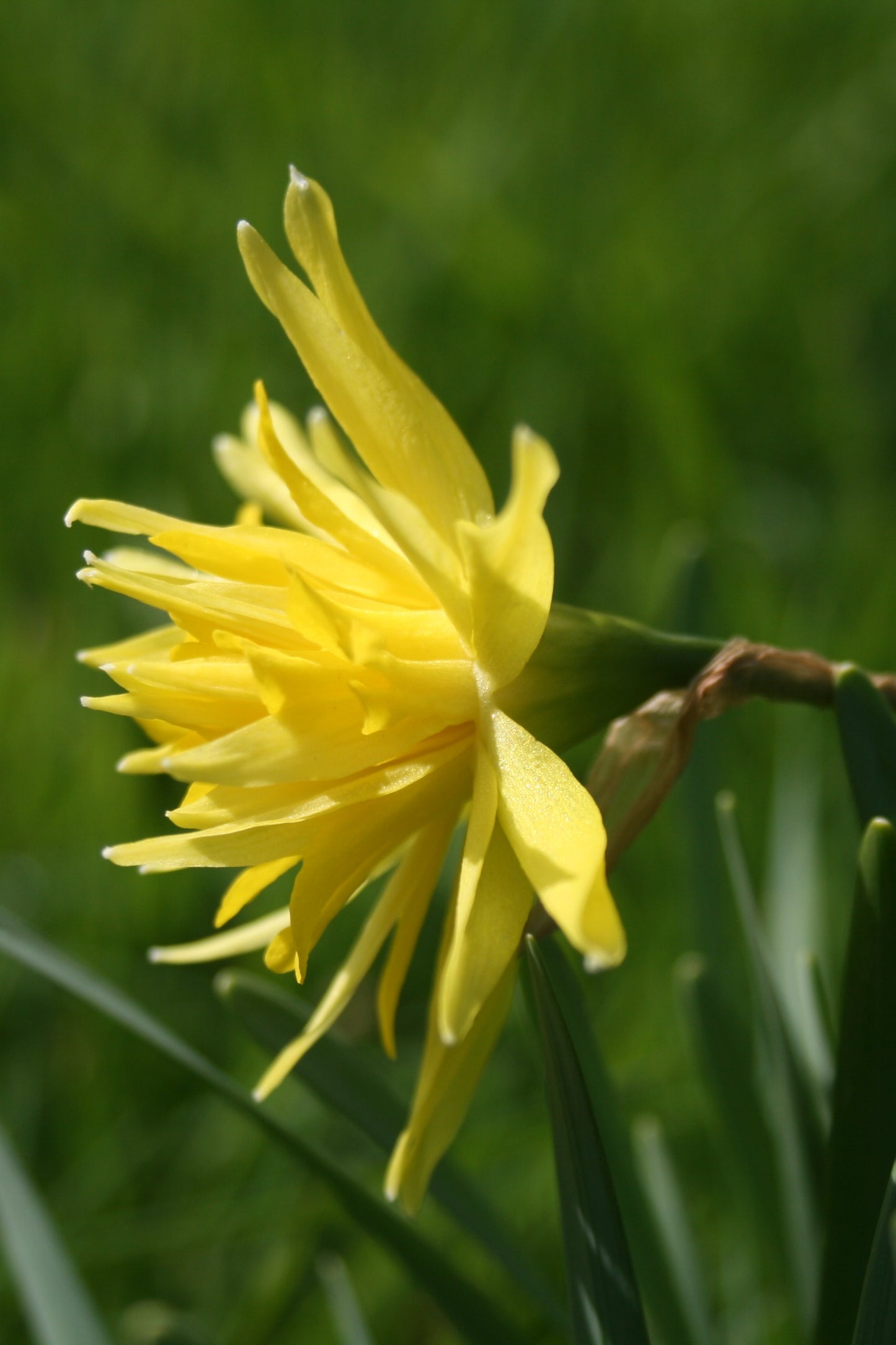 Narcissus 'Rip Van Winkle'