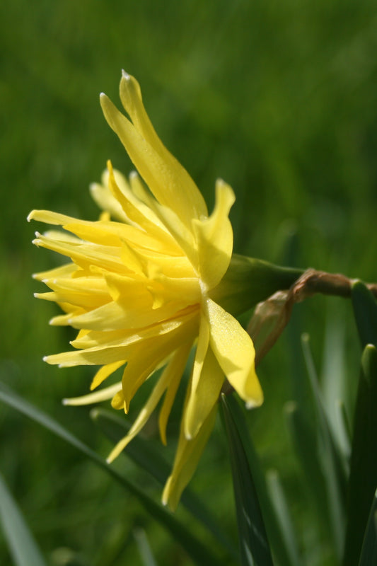 Narcissus 'Rip Van Winkle'