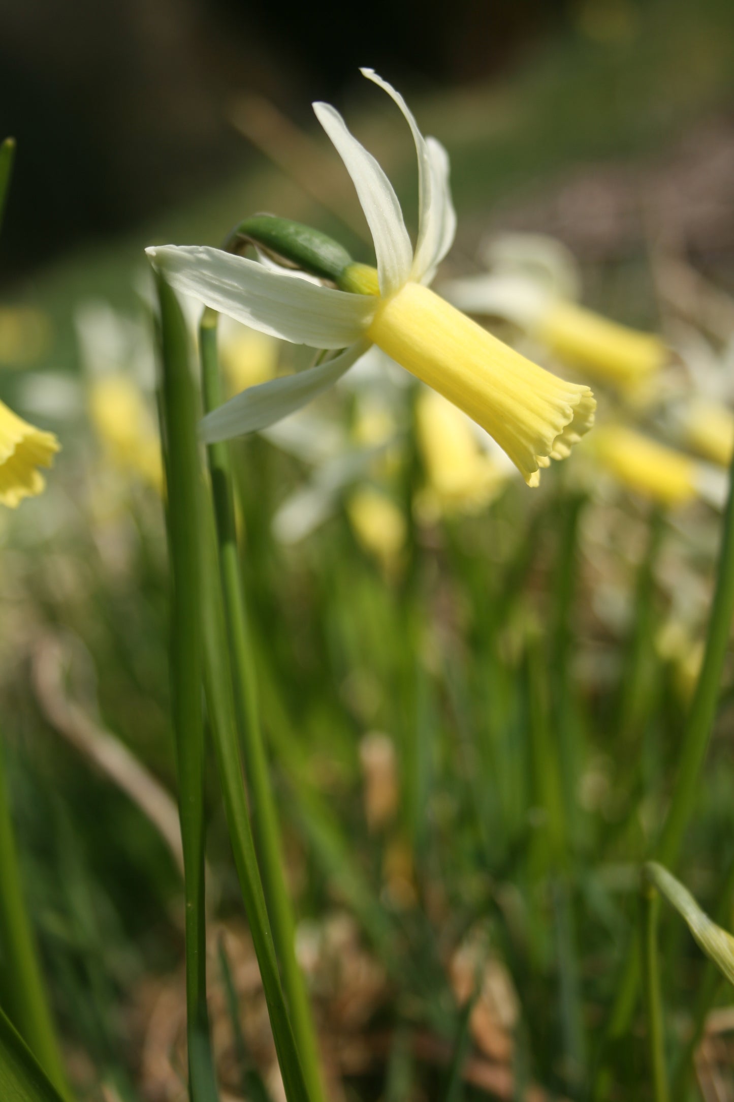 Yellow flower with green leaves in a natural setting