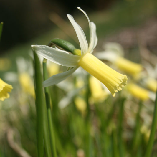 Yellow flower with green leaves in a natural setting