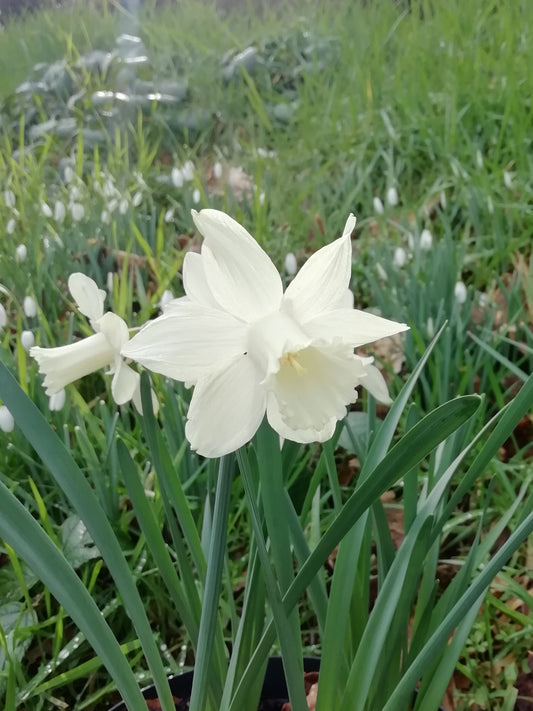 Narcissus 'Snow Baby'