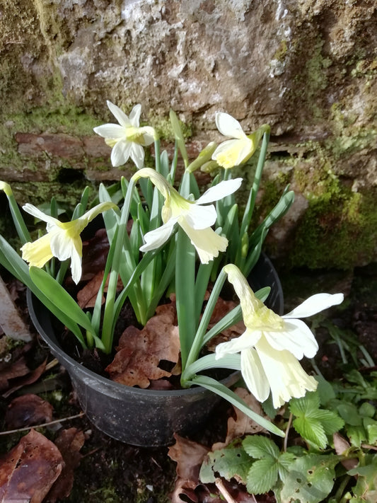 Narcissus 'Snow Baby'