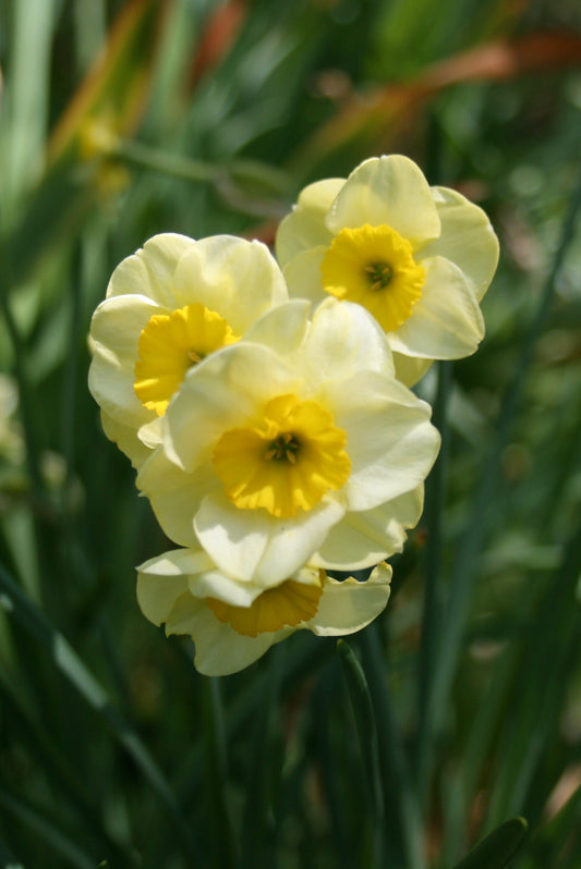 Narcissus 'Sun Disc'