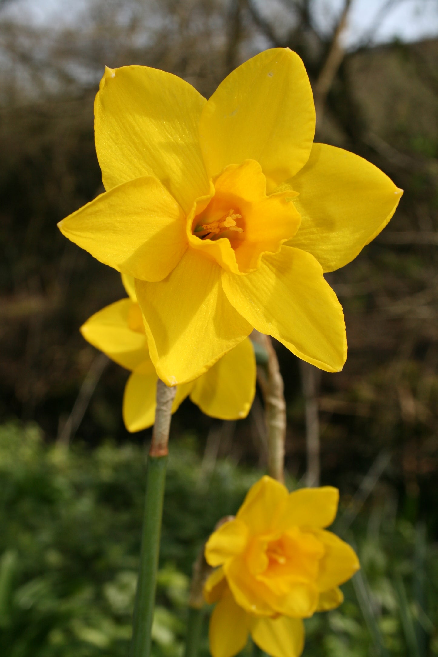 Narcissus 'Sweetness'