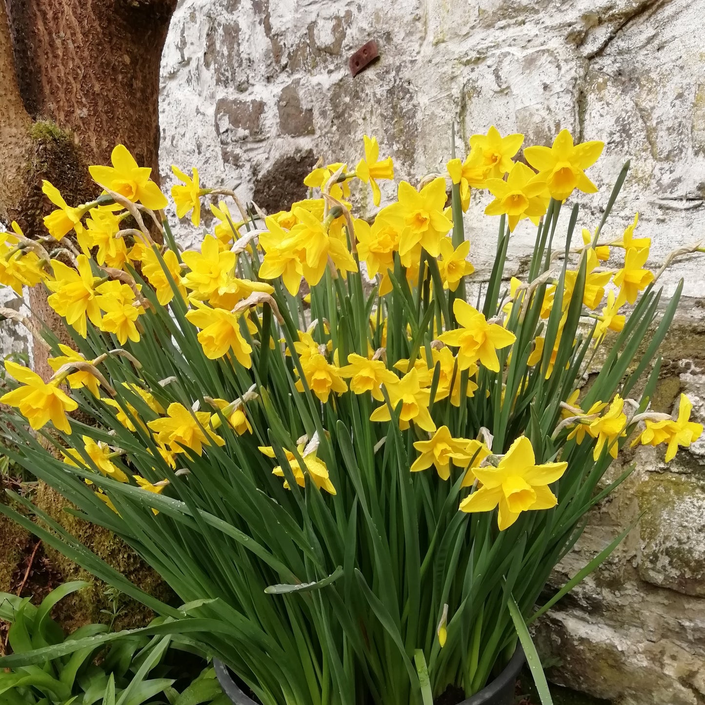 Narcissus 'Sweetness'