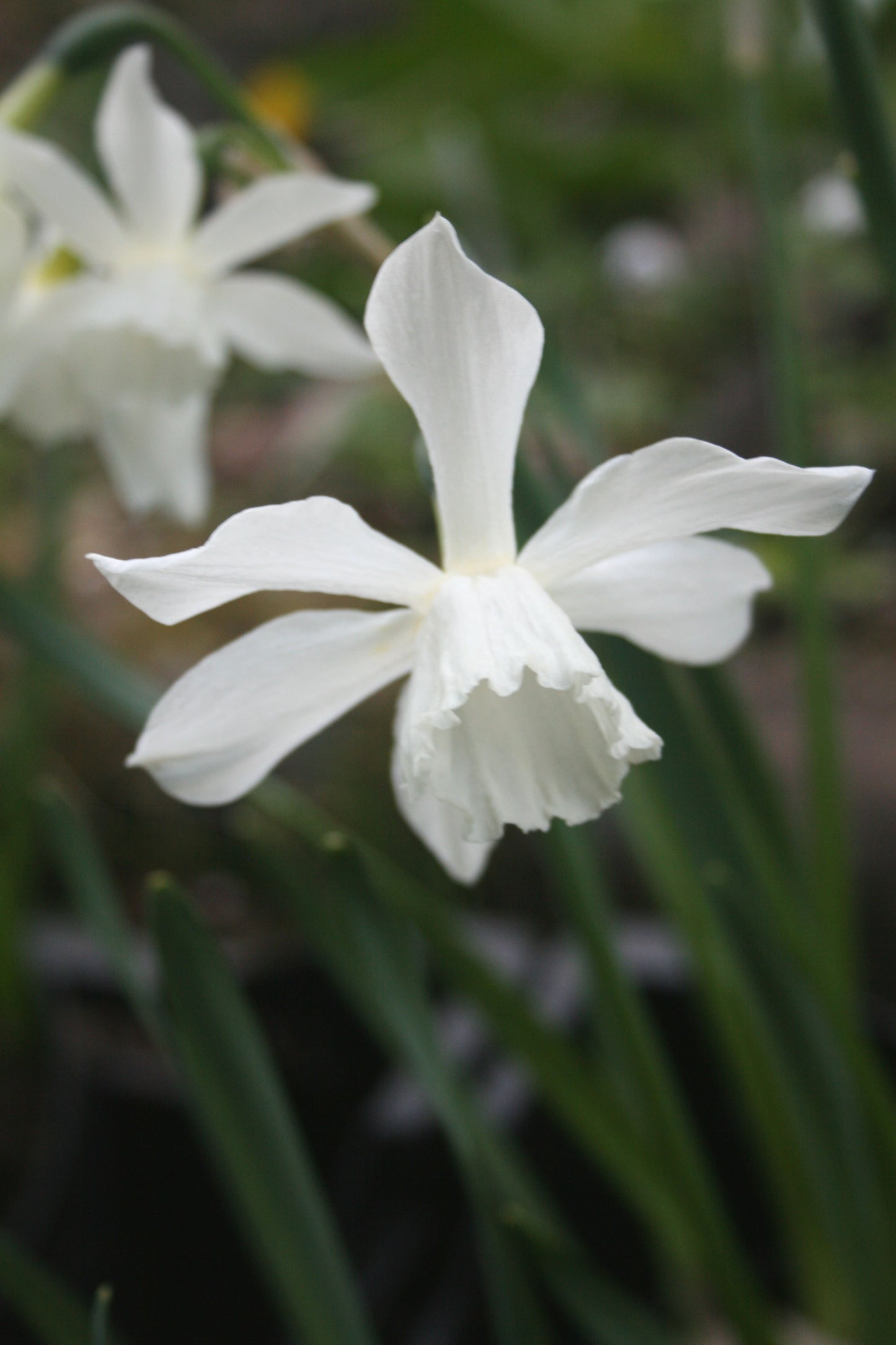 Narcissus 'Thalia'