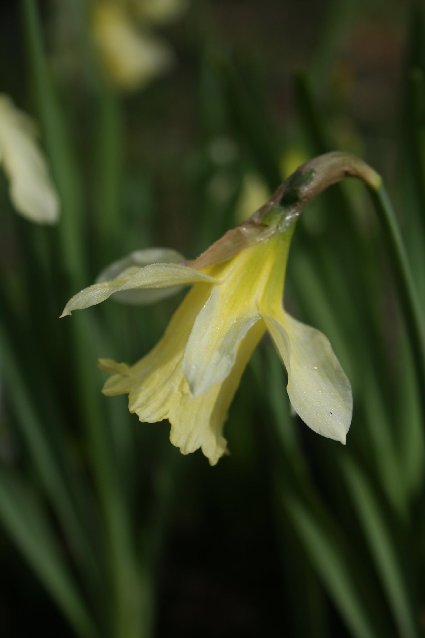 Narcissus 'W.P. Milner'