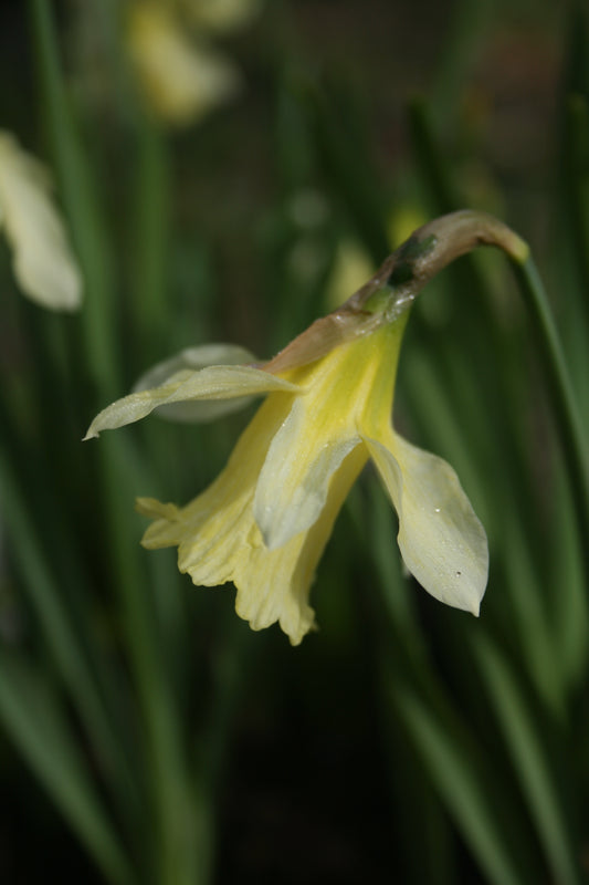 Narcissus 'W.P. Milner'