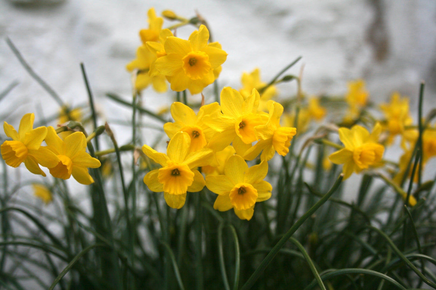 Narcissus assoanus