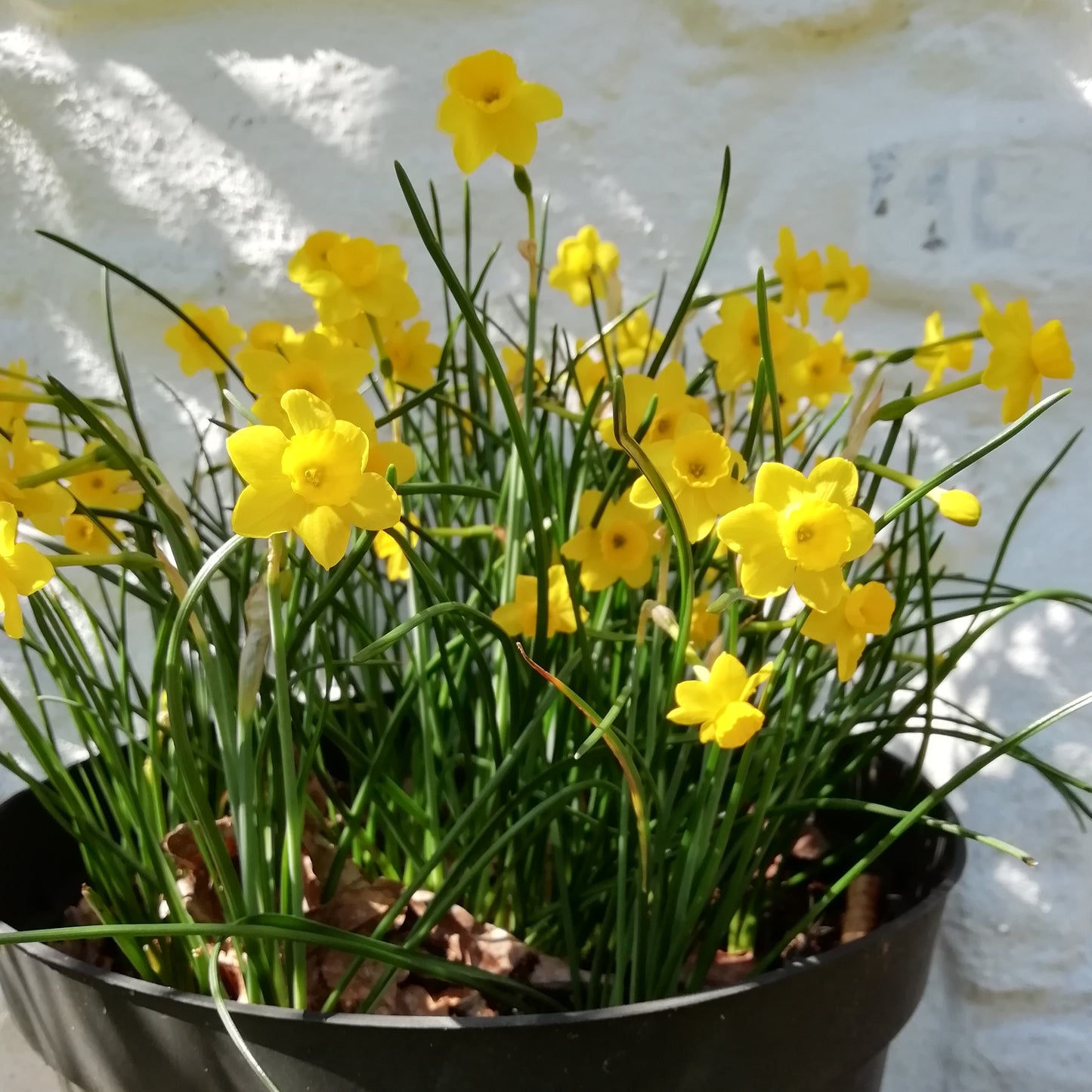 Narcissus assoanus