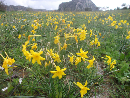 Narcissus assoanus