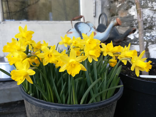 Narcissus asturiensis