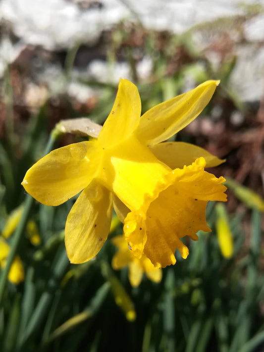 Narcissus asturiensis