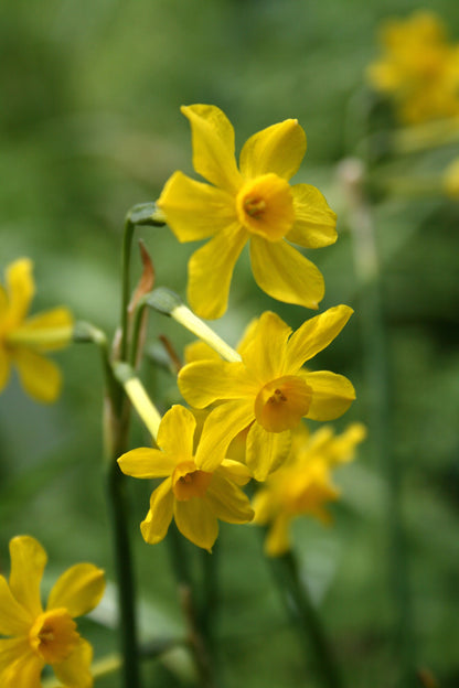 Scented Cottage Daffodil Collection
