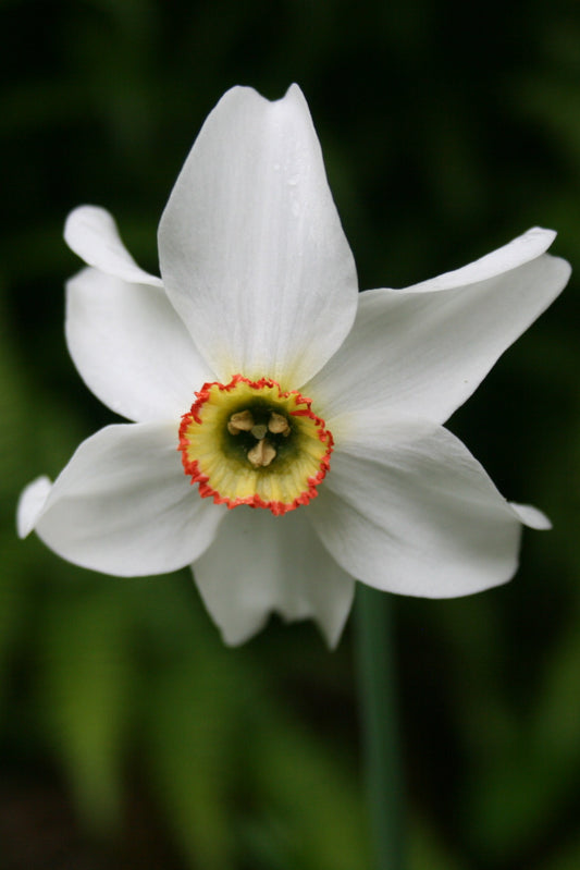 Narcissus Pheasants Eye