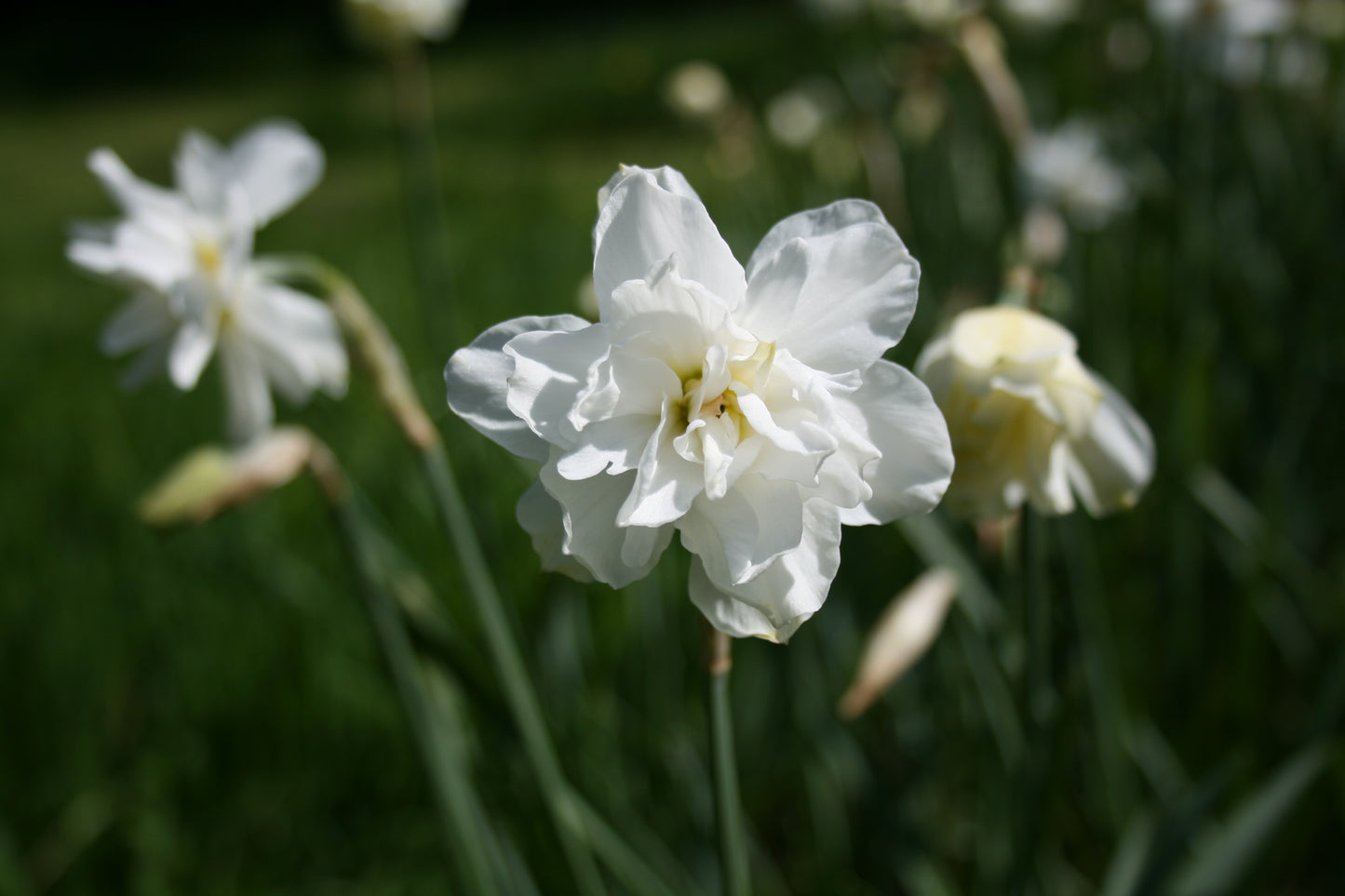 Narcissus 'Double Pheasants Eye'