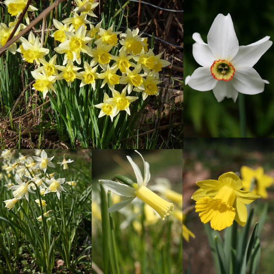 Naturalising Daffodil Collection