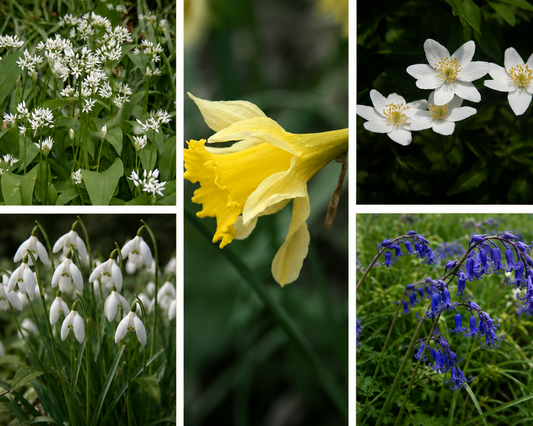 Native Woodland Collection