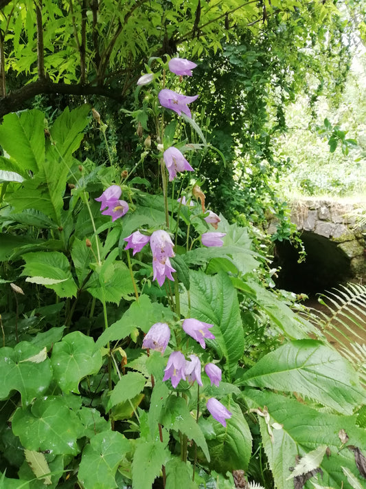 Nettle-leaved Bellflower