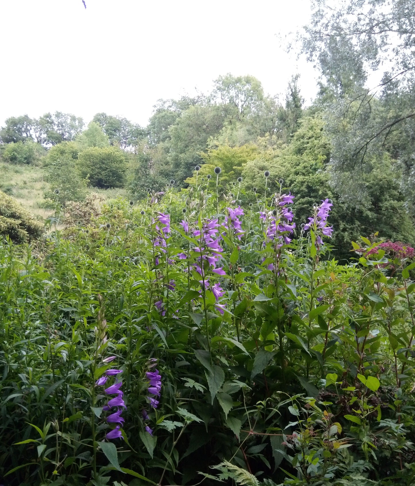 Nettle-leaved Bellflower