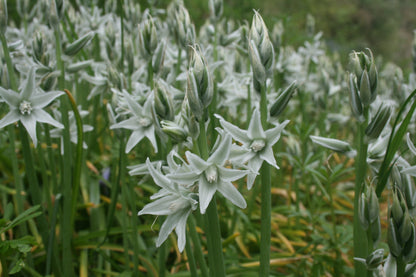 Ornithogalum nutans