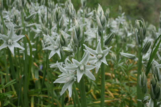Ornithogalum nutans