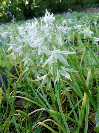 Ornithogalum nutans