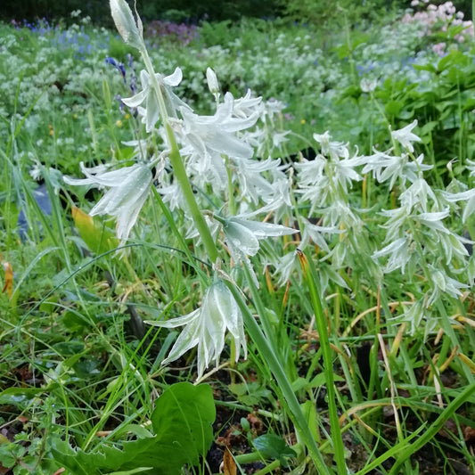Ornithogalum nutans