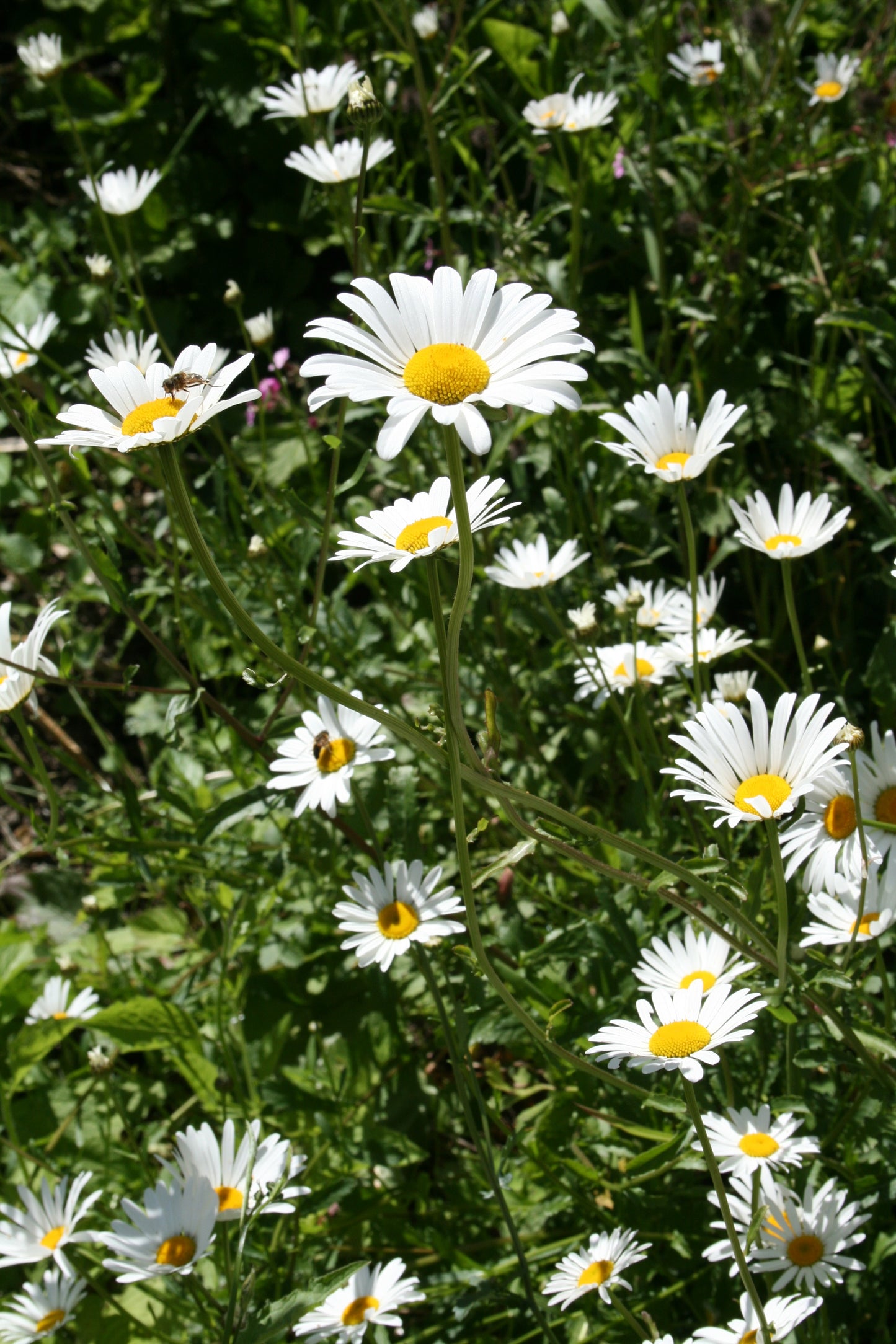 Ox-eye Daisy