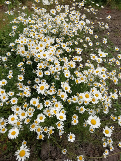 Ox-eye Daisy