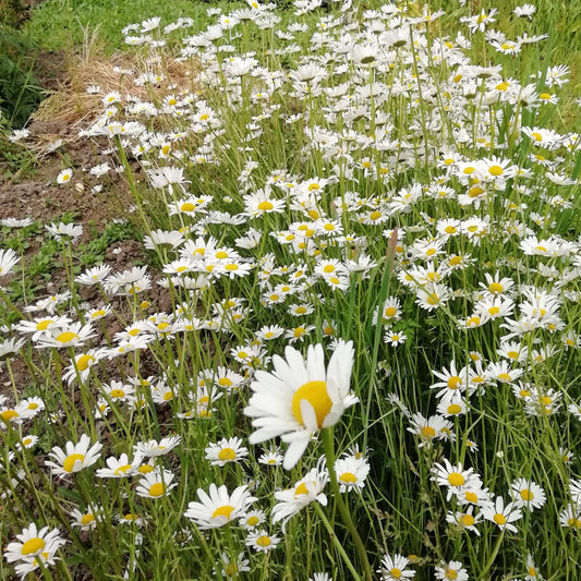 Ox-eye Daisy