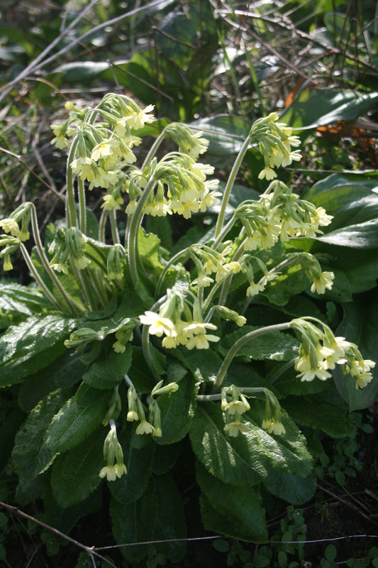 Oxlip