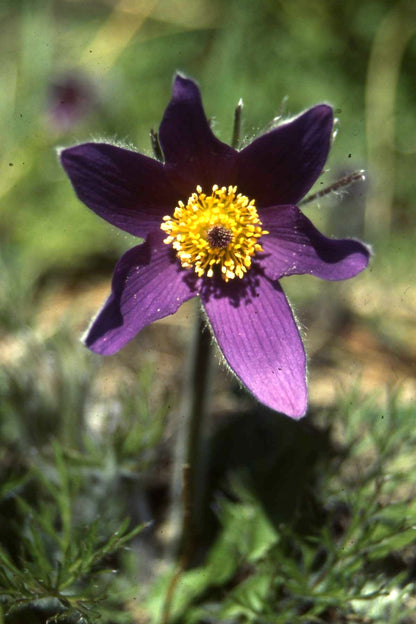 Pasque Flower