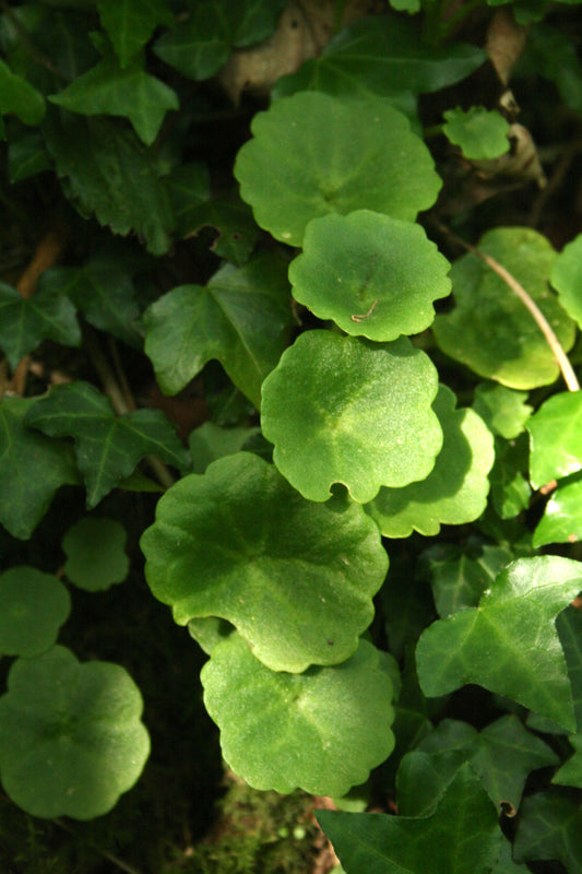 Pennywort