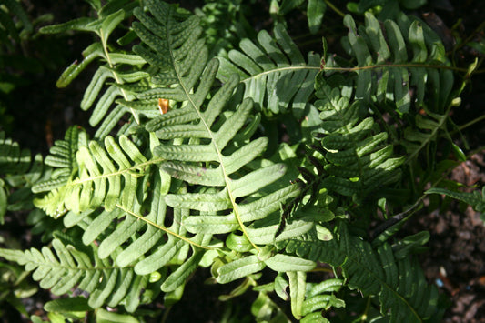 Polypody