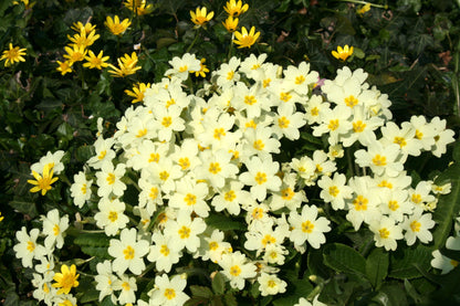 Primrose