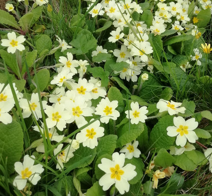 Primrose