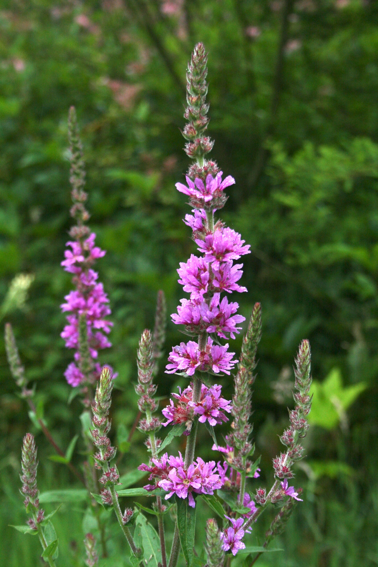 Purple Loosestrife