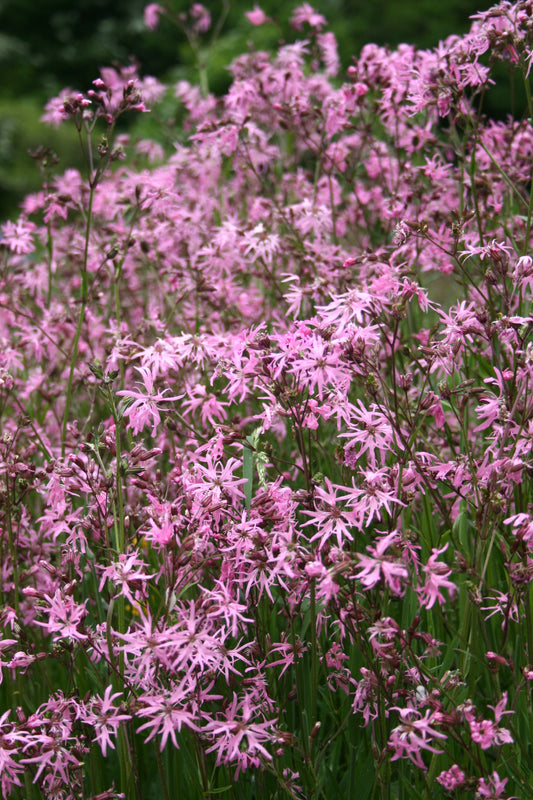 Ragged Robin