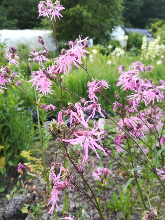 Ragged Robin